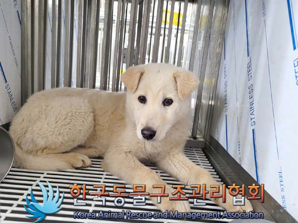 한국동물구조관리협회_441406202400485